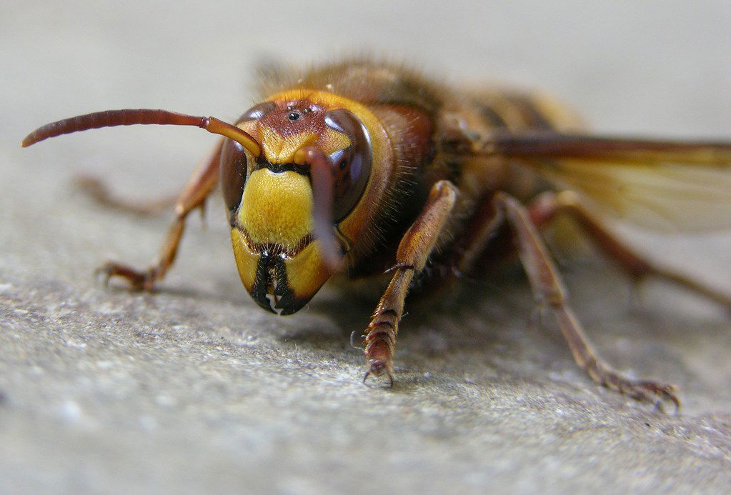 Image of Hornet