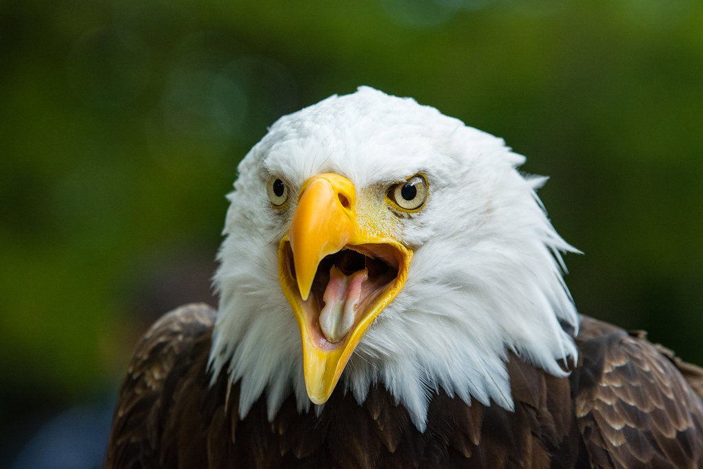 Image of Eagle