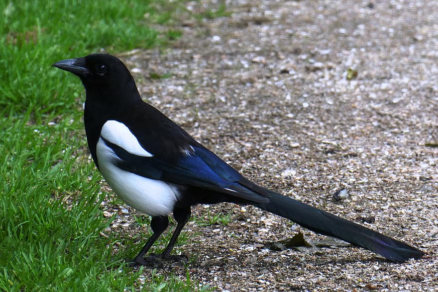 Image of Magpie